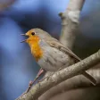 Birds Of Britain Birds Of Britain