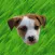 Cute Puppy - Stickers