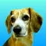 Beagle Dog Life
