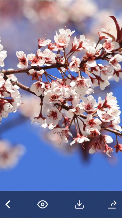 Flowers HD Wallpaper - Great Collection Screenshots