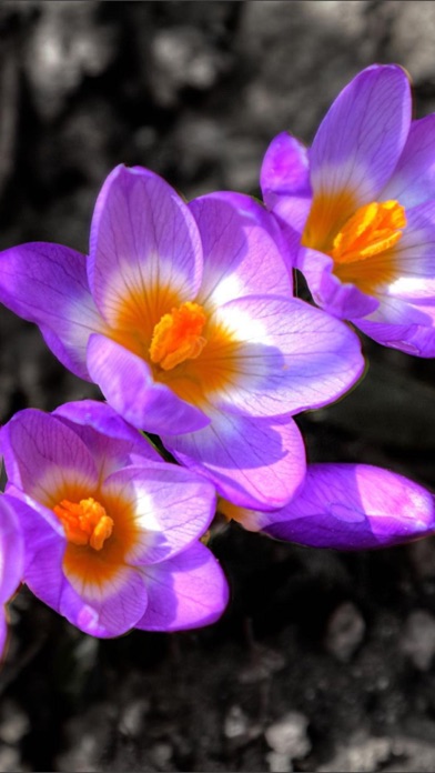 Flowers HD Wallpaper - Great Collection Screenshots