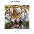 150+ Sounds of Animals