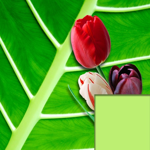 Language of Nature Language of Nature