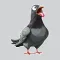 Pigeons Stickers