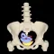 myProlapse