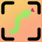 Snake Identifier