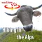 VR Kissed by Cow and Sheep Virtual Reality 360