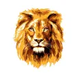 King Plus King Plus