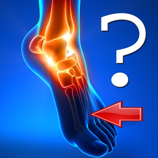 Anatomy Foot Quiz Anatomy Foot Quiz