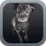 Guide to Dog Breeds