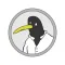 Curious Penguin