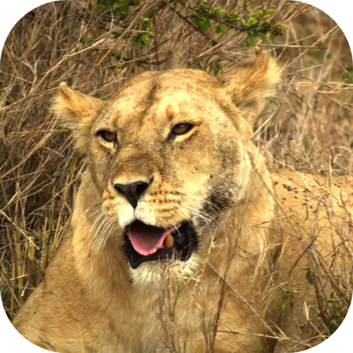 Animals of Africa Video LWP