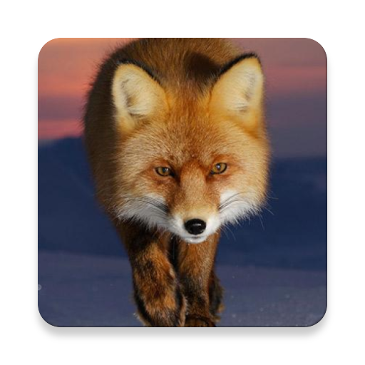 Red Fox Sound Collections ~ Sc