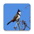 Red-whiskered bulbul bird Soun