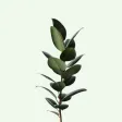 Plant Journal & Watering