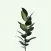 Plant Journal & Watering