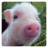 Vegan_Safe Vegan_Safe