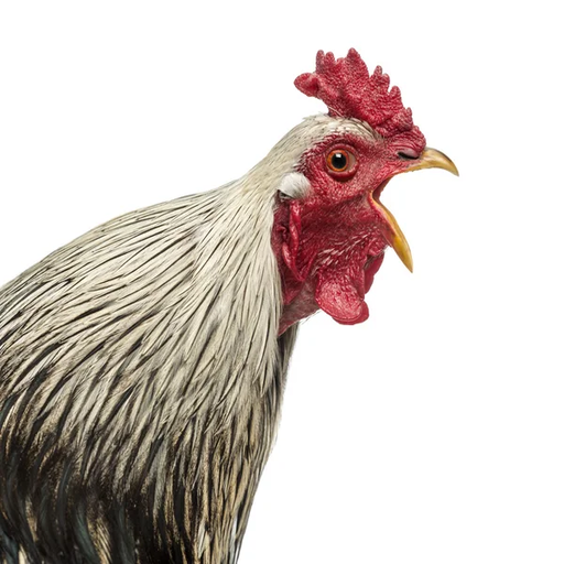 rooster crowing sound