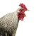 rooster crowing sound