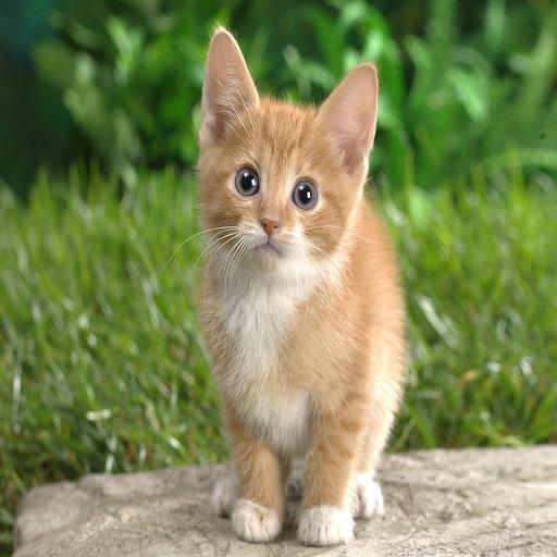 Cat and Kitten SoundBoard Cat and Kitten SoundBoard