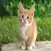 Cat and Kitten SoundBoard