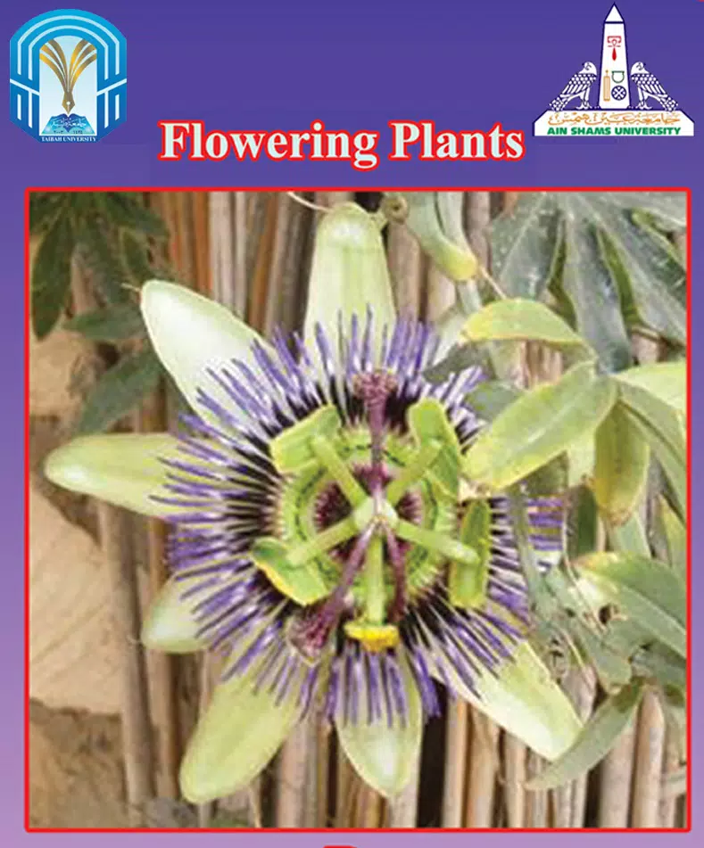Floral diagrams Screenshots