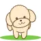Apple the poodle
