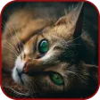 Unique Animal Videos