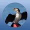Wildlife Field Guide to Gippsland Lakes