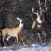 Sound Animals - Deer Calls