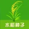 水稻种子