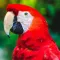100 Bird Sounds