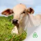 Cattle Breed