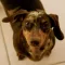 Dog Breeds App