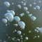 Bubbles Toy