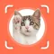 Cat Identifier - Cat Scanner