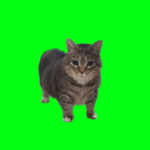 Spinning Cat - OIIA Cat Spin