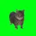 Spinning Cat - OIIA Cat Spin