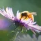 Bienenpflanzen für den Garten