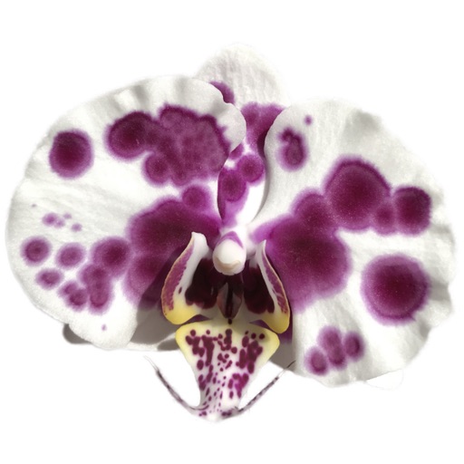 Real Orchids Real Orchids