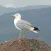 EuropaBirds - the names of 842 species in 6 languages
