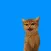 Happi and Kitsune Stickers