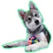 Alaskan Klee Kai