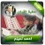 تحفيظ القران الكريم احمد نعينع