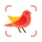 Picture Bird: Birds identifier