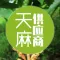 天麻供应商