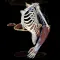 3Dissect Upper Limb