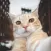 Selfie Cat Camera