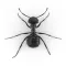 Ants and Bugs - Smash