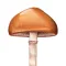 Mushroom Guide - North America